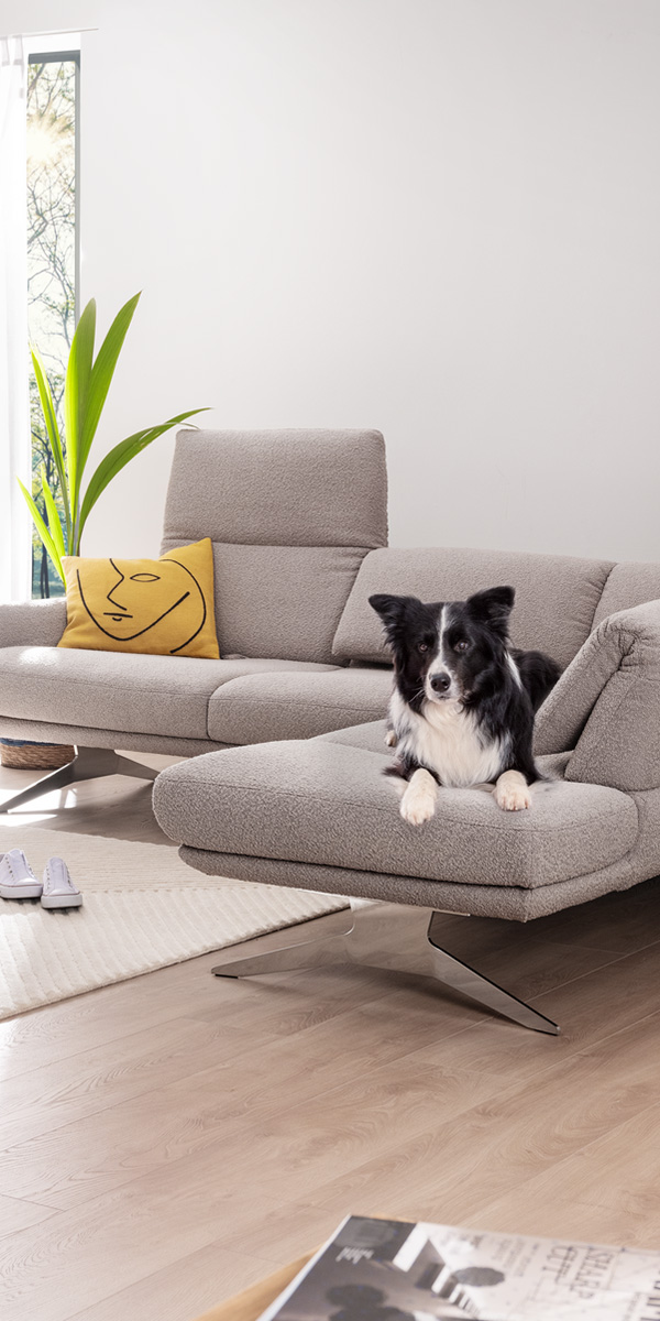 Sofa Euphorbia mit Hund