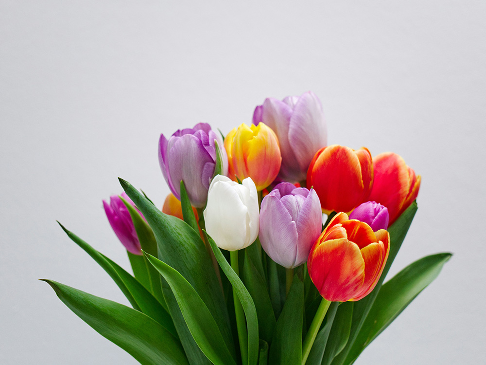 Frische Frühlingsblumen